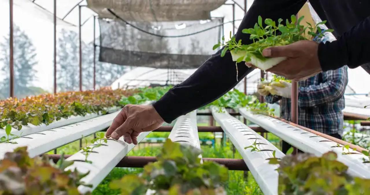 Urban Farming Jadi Gaya Hidup Baru Masyarakat Perkotaan