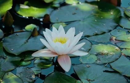 Gambar Artikel Tentang Perasaanku Kepada Dia yang Jauh Disana